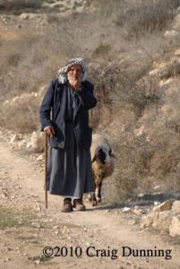 A shepherd retrieves one sheep.